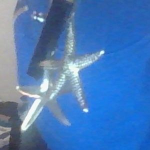 starfish earings
